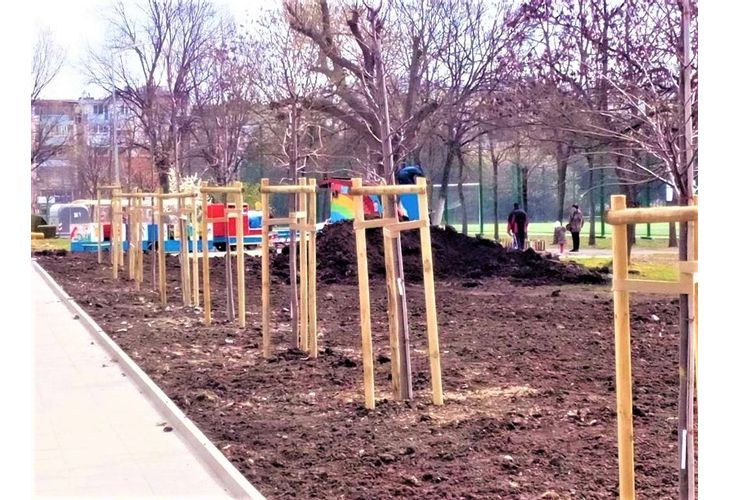 Дръвчета до новопостроения паркинг в к-с Изгрев Дръвчета до новопостроения паркинг в к-с Изгрев